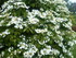 BELLES FLEURS