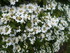 BELLES FLEURS