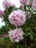 RHODODENDRONS