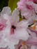 RHODODENDRONS