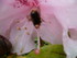 RHODODENDRONS