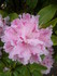 RHODODENDRONS