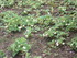 RHODODENDRONS