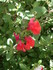 FLEURS ROUGES