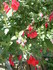FLEURS ROUGES