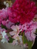 FLEURS ROUGES