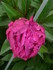 PIVOINES et autres