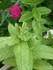 PIVOINES et autres