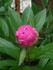 PIVOINES et autres
