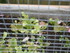 MINI-POTAGER