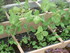 MINI-POTAGER