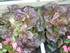MINI-POTAGER