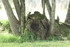 REVES DE BOIS