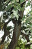 REVES DE BOIS