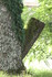 REVES DE BOIS