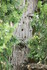 REVES DE BOIS