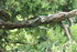 REVES DE BOIS