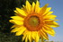 FLEURS dalhia, soleil
