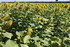 FLEURS dalhia, soleil