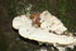 CHAMPIGNONS EN NATURE