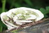 CHAMPIGNONS EN NATURE