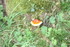 CHAMPIGNONS EN NATURE