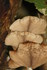 CHAMPIGNONS EN NATURE