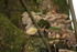 CHAMPIGNONS EN NATURE