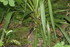 DROLE DE PLANTATION