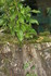 DROLE DE PLANTATION