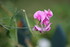 POUR QUELQUES FLEURS