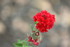 POUR QUELQUES FLEURS