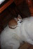 CHATS et CHIENS