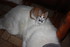 CHATS et CHIENS