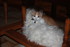 CHATS et CHIENS