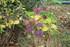 COULEURS NATURE