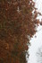 FEUILLAGES D'AUTOMNE (acte 2)