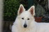 LE BERGER BLANC SUISSE 