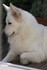 LE BERGER BLANC SUISSE 