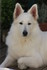 LE BERGER BLANC SUISSE 