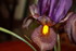 IRIS DU JARDIN