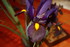 IRIS DU JARDIN