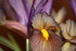 IRIS DU JARDIN