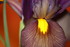 IRIS DU JARDIN