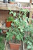 PLANTS DE TOMATES dans la serr