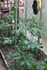 PLANTS DE TOMATES dans la serr