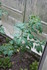 PLANTS DE TOMATES dans la serr