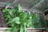 PLANTS DE TOMATES dans la serr