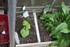 PLANTS DE TOMATES dans la serr