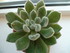 PLANTES SUCCULENTES